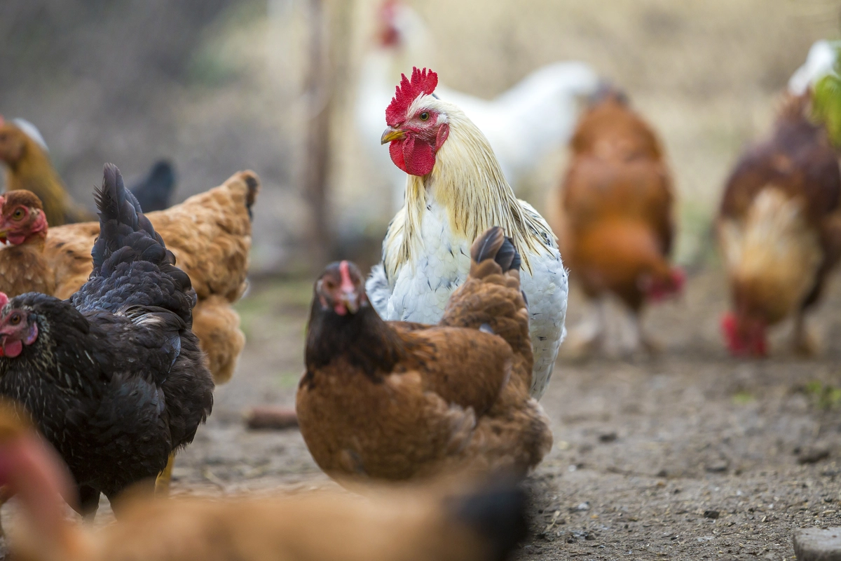 Türkiye’de yumurtacı tavuklarda genetik hat geliştirme ve ıslah çalışmaları